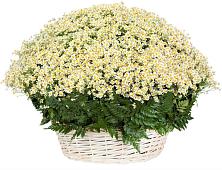Цветочная композиция из Ромашки в корзине #REPLACE_PRED# Солманово